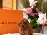 TEACUP RED POODLE YAVRUMUZ