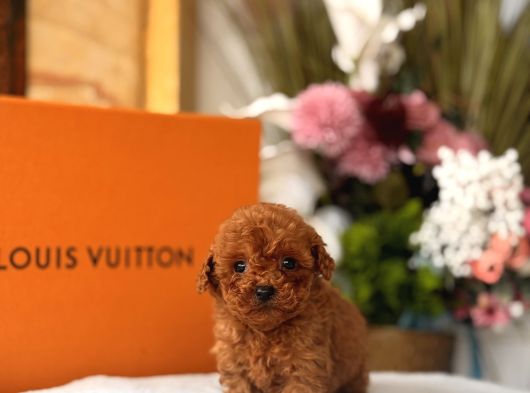 Teacup Red Poodle Yavrumuz