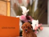 Teacup Red Poodle Yavrumuz