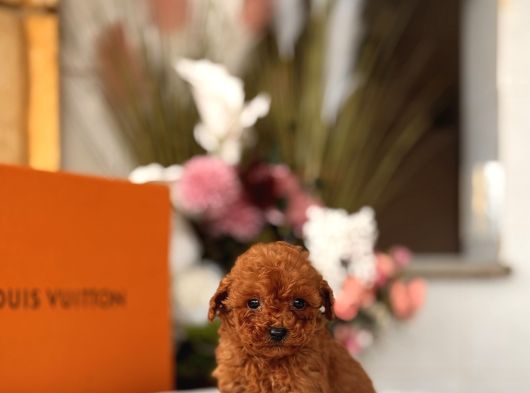 Teacup Red Poodle Yavrumuz görsel