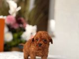 Teacup Red Poodle Yavrumuz
