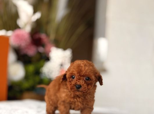 Teacup Red Poodle Yavrumuz görsel