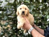 BABY FACE GOLDEN YAVRULARIMIZ