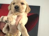 Baby Face Golden Yavrularimiz