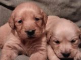 Baby Face Golden Yavrularimiz