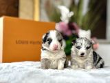 Merle Border Colli̇e Yavrular