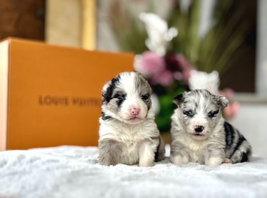Merle Border Colli̇e Yavrular görsel