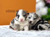 MERLE BORDER COLLİE YAVRULAR