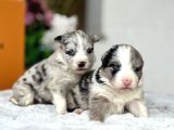Merle Border Colli̇e Yavrular