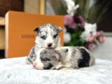 Merle Border Colli̇e Yavrular