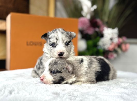 Merle Border Colli̇e Yavrular görsel