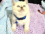 Safkan Blue Poi̇nt Bebeler