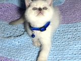 Safkan Blue Poi̇nt Bebeler