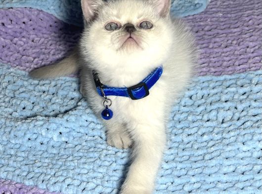 Safkan Blue Poi̇nt Bebeler görsel