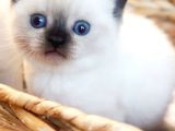 Şık Çikolata Point British Shorthair yavrumuz