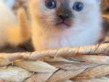 Şık Çikolata Point British Shorthair Yavrumuz