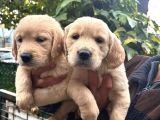 Golden Retriver Yavruları Mama Ve Malzeme Kampanyali