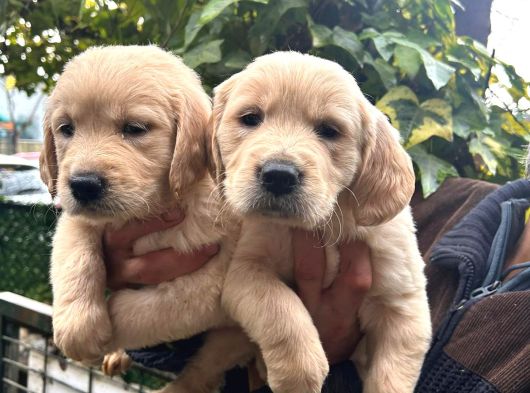 Golden Retriver Yavruları Mama Ve Malzeme Kampanyali görsel