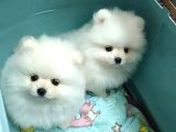 Pomeranian Boo Bebeklerimiz