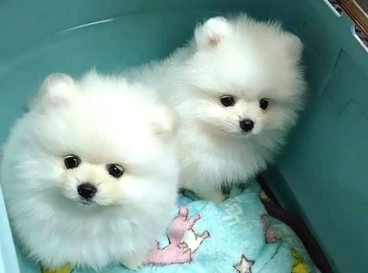 Pomeranian Boo Bebeklerimiz görsel
