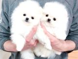 Pomeranian Boo Bebeklerimiz