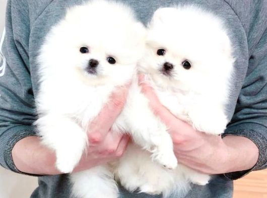 Pomeranian Boo Bebeklerimiz görsel