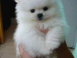 Pomeranian Boo Bebeklerimiz