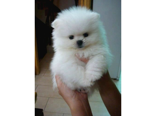 Pomeranian Boo Bebeklerimiz görsel