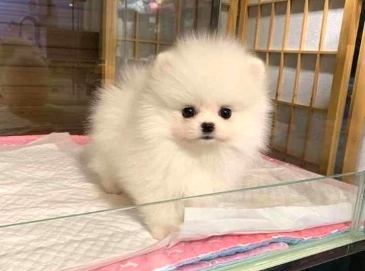 Pomeranian Boo Bebeklerimiz görsel