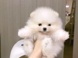 pomeranian boo bebeklerimiz
