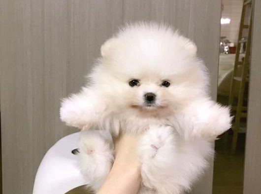 Pomeranian Boo Bebeklerimiz