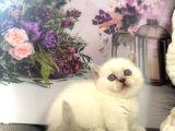Özel Tür Munchkin Yavrularımız Yeni Yuvalarını Arıyor