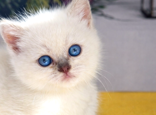 Özel Tür Munchkin Yavrularımız Yeni Yuvalarını Arıyor görsel