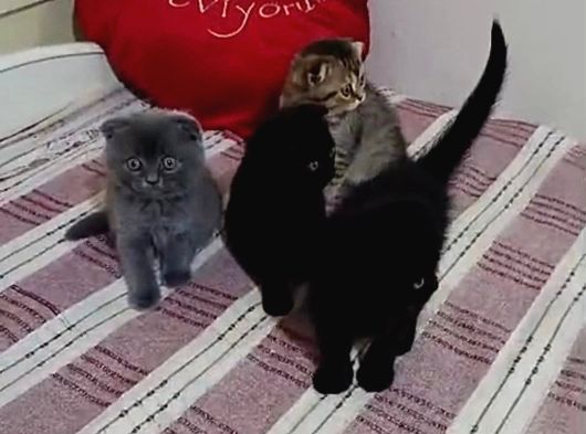 Tatli Bebi̇şler Burda Bakmadan Geçmeyi̇n görsel