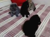 Tatli Bebi̇şler Burda Bakmadan Geçmeyi̇n