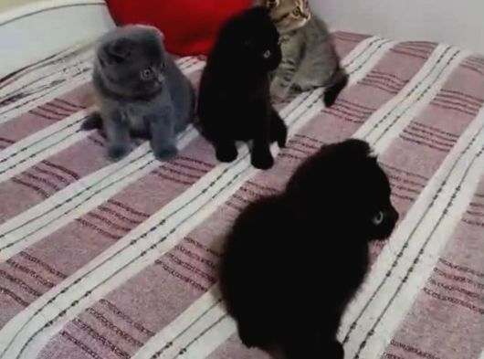 Tatli Bebi̇şler Burda Bakmadan Geçmeyi̇n görsel