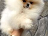 Üst kalite orijinal ırk pomeranian boo DİŞİ