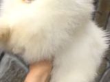 Üst Kalite Orijinal Irk Pomeranian Boo Di̇şi̇