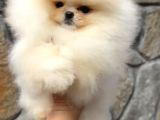 Üst Kalite Orijinal Irk Pomeranian Boo Di̇şi̇