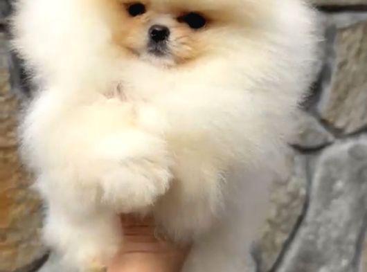 Üst Kalite Orijinal Irk Pomeranian Boo Di̇şi̇ görsel