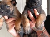 Hırs Küpü Belçika Malinois