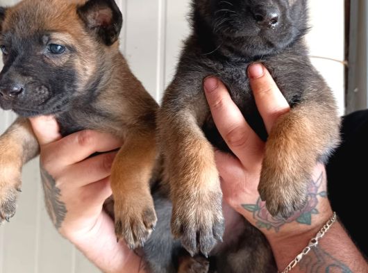 Hırs Küpü Belçika Malinois görsel