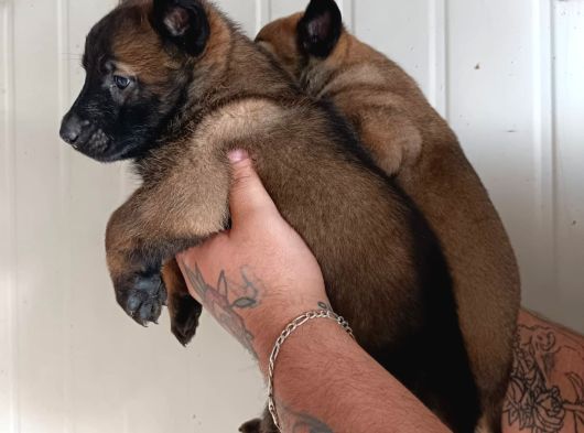 Hırs Küpü Belçika Malinois görsel