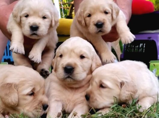 A Kalite Baby Face Golden Retriever görsel