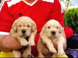 A kalite Baby face golden retriever
