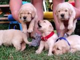 A Kalite Baby Face Golden Retriever