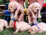 A Kalite Baby Face Golden Retriever