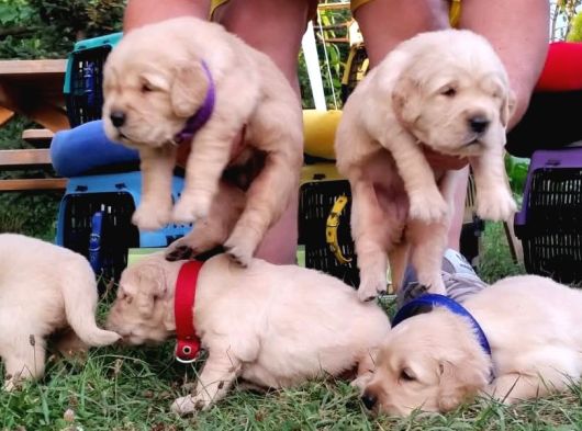 A Kalite Baby Face Golden Retriever görsel