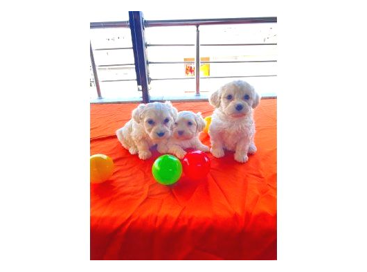 Maltipoo Yavrularımız Uygundur görsel