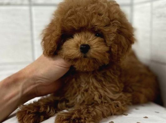 Toy Poodle Sevi̇mli̇ Yavrular Ev Üreti̇mi̇ görsel